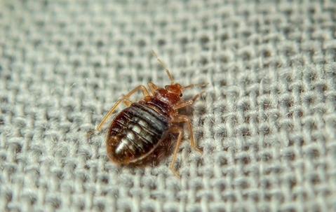 bed bug up close