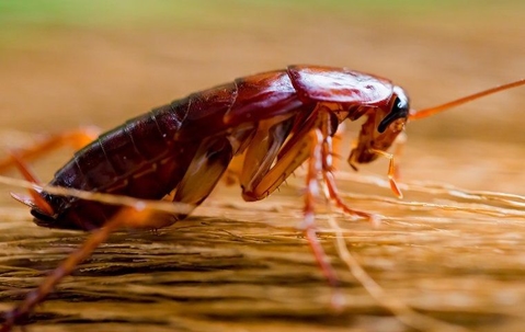 roach up close