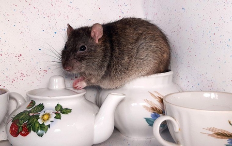 mouse in a teacup