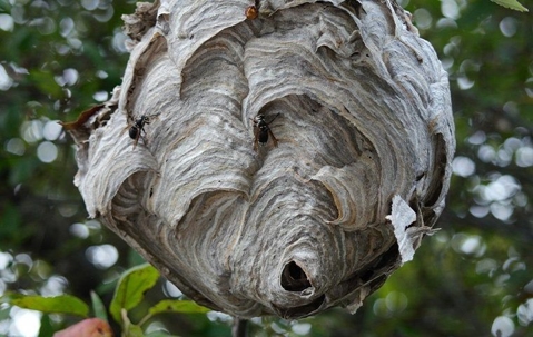 stinging insect nest