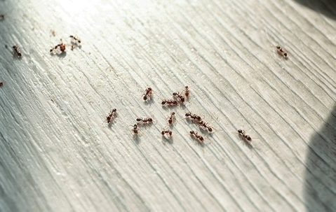 ants on counter