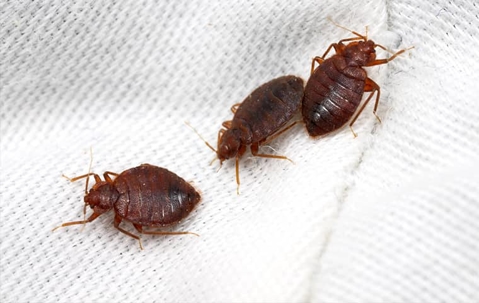 bed bugs up close