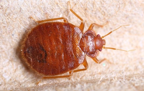 bed bug up close