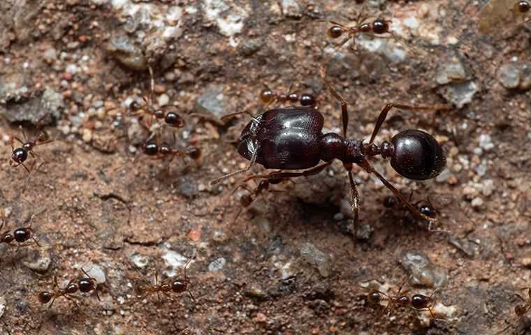 ant