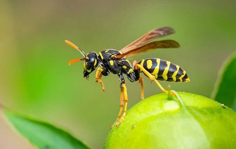 wasp