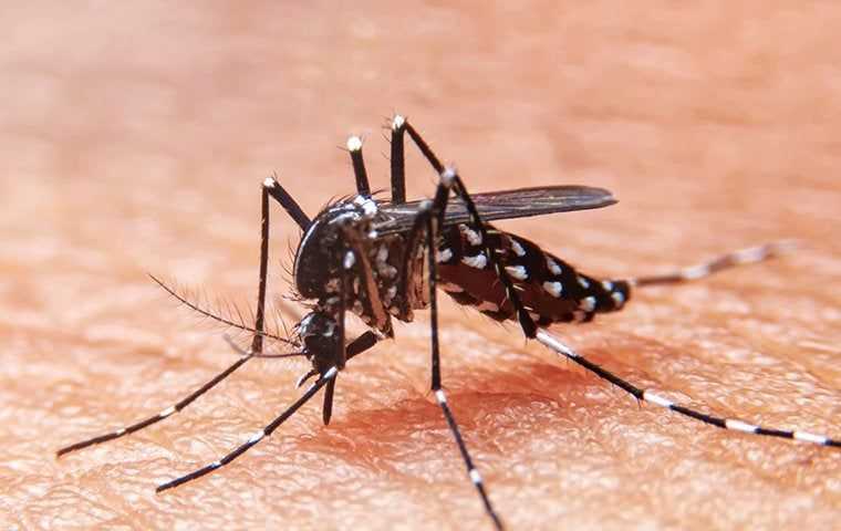 up close of mosquito