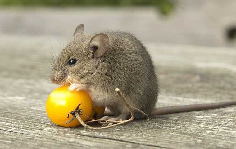 rodent up close